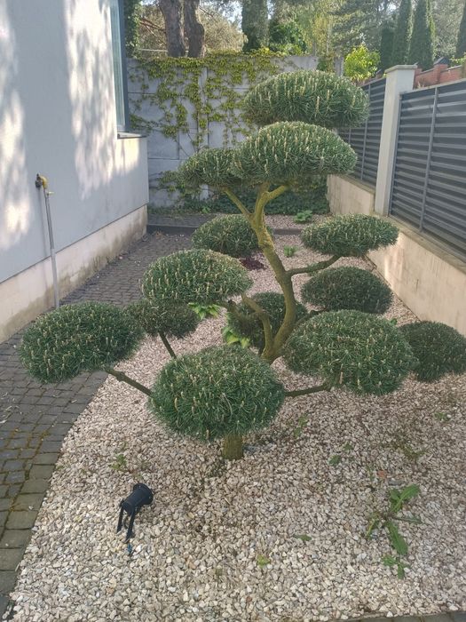 Садовий сервіс, прибирання снігу, топіарна стрижка, покіс газону