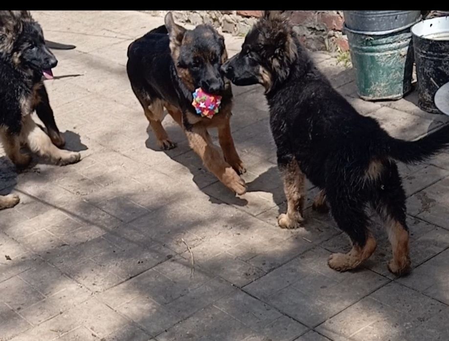 Роскошная сука из питомника ZOLOTOY PYT'.