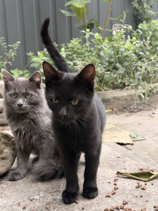 Віддам котиків в добрі руки