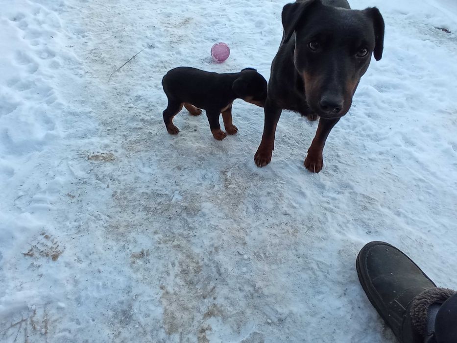 Яг терьер девочка