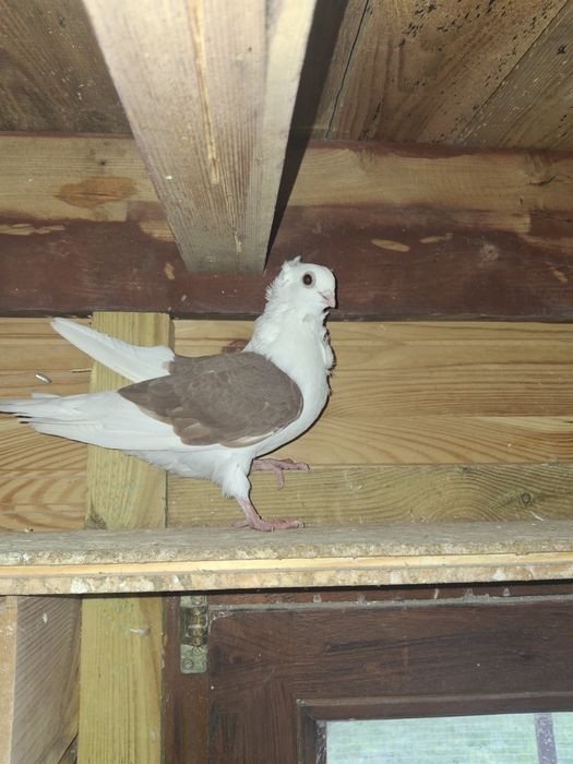 Gołębie młode tegoroczne