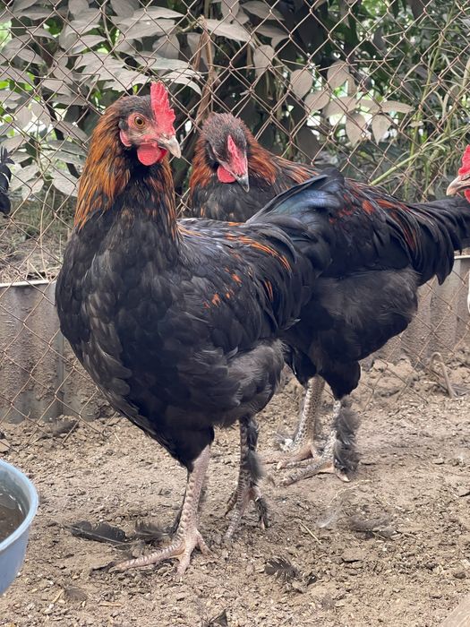 Півень Маран чорно-мідний, блакитно-мідний