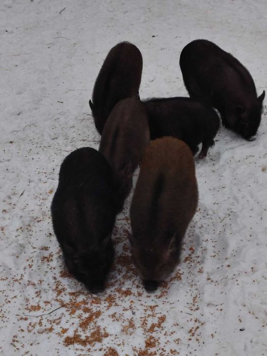 Вьетнамские вислобрюхие поросята.