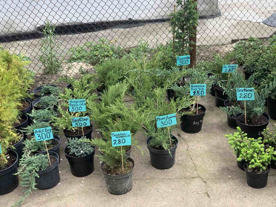 Туя Даніка, Міріям, Тедді, Хозері. Куляста, шаровидна західна туя.