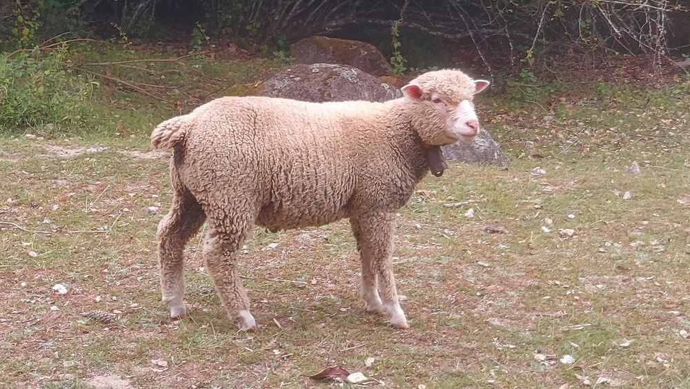 Borrego com 5 meses
