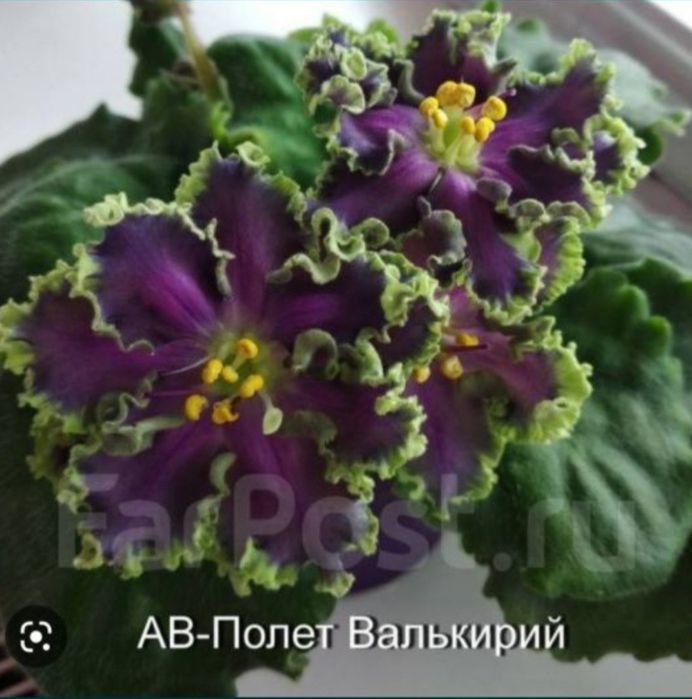 Сортовые сенполии фиалки