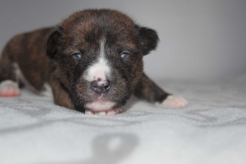 Цуценята басенджі Україна Київ