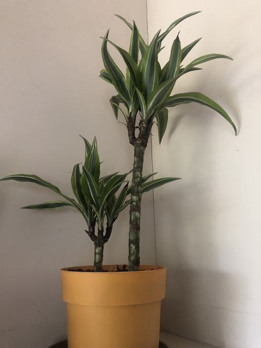 Dracena wonna duża  fragrans Lemon Lime 60 cm roślina doniczkowa