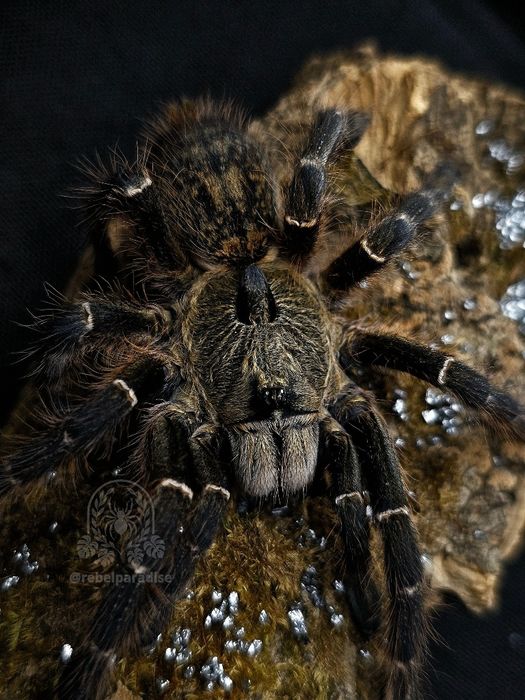 Ptasznik Ceratogyrus darlingi L3