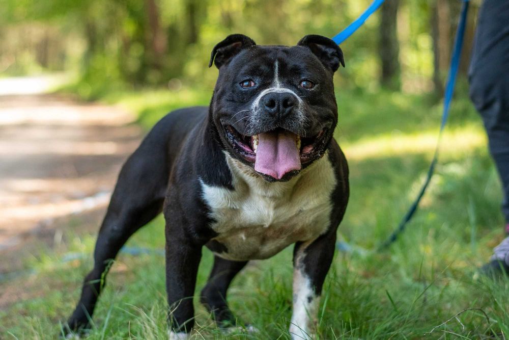 Bono szuka domu i swojego człowieka