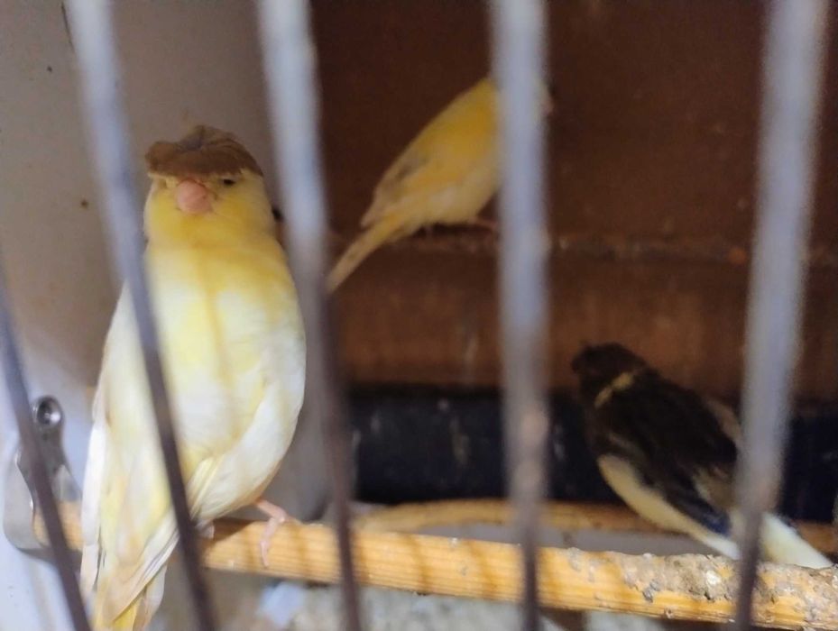 Kanarki rasy Gloster