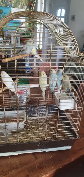 Piriquitos australianos