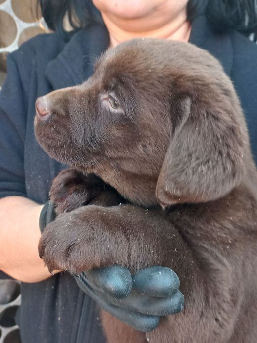 Лабрадор Ретривер