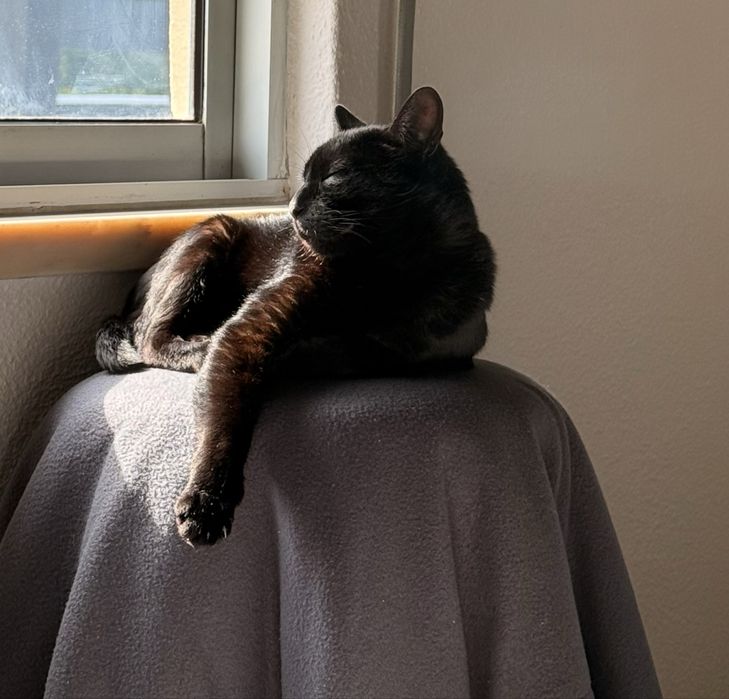 Gata para adoção
