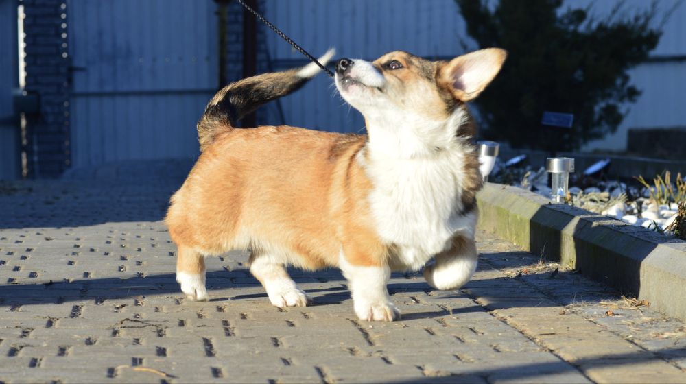 Соболинний красень! 17.03 Безкоштовна доставка!!!