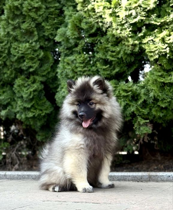 Дівчинка кісхонд/вольфшпіц