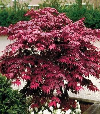 Лохина Ківі Магнолії Рододендрони Сакура Гортензії Катальпа Павловнія