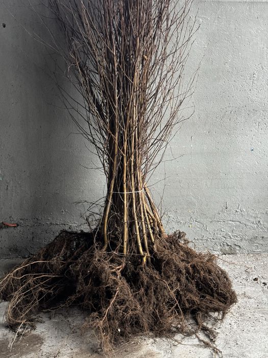 Brzoza Brodawkowata sadzonki 100-150cm SZKÓŁKOWANA Gwarancja Przyjęcia