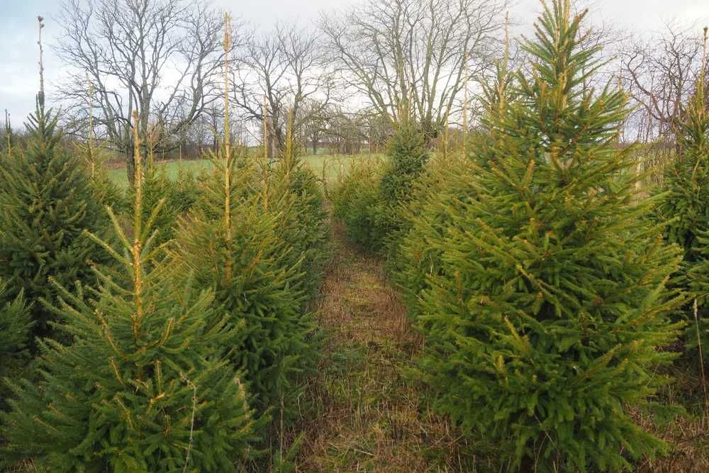 Choinki bożonarodzeniowe Świerk Pospolity plantacja
