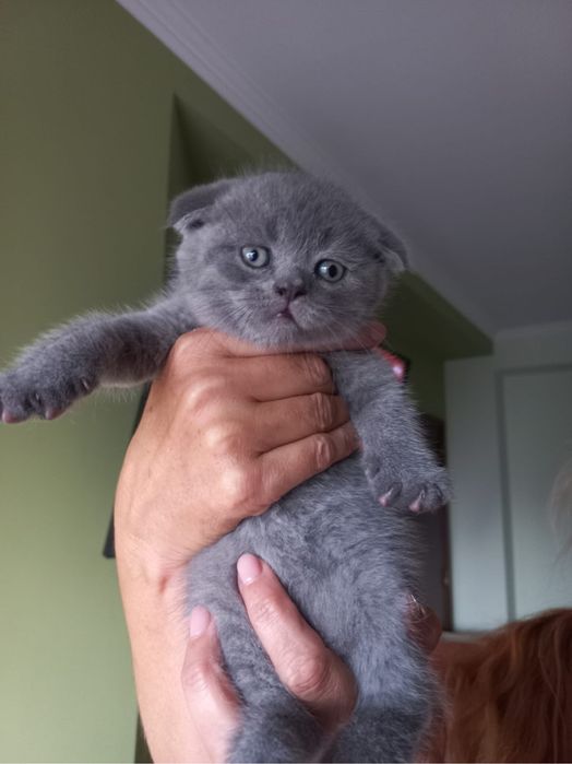 Scottish fold de boa qualidade