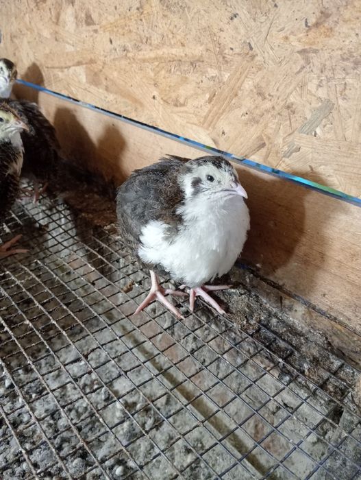 Перепілки пташенята