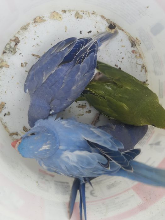 Sprzedam parę lęgową