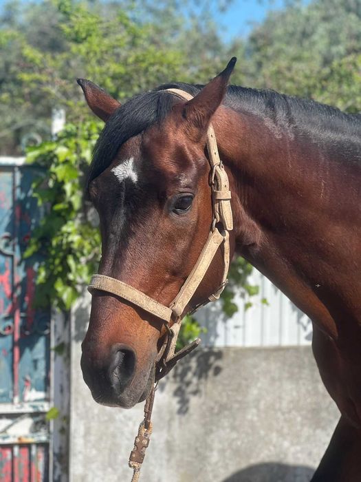 Cavalos para venda