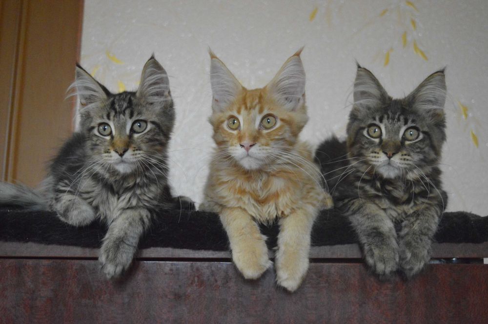 чистокровний мейн кунчик з розплідника Акційна пропозиція