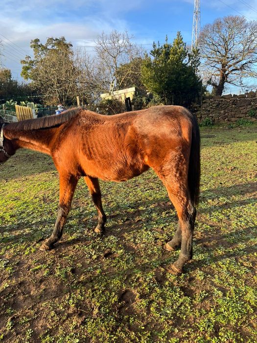 Cavalo cruzado puro sangue inglês.