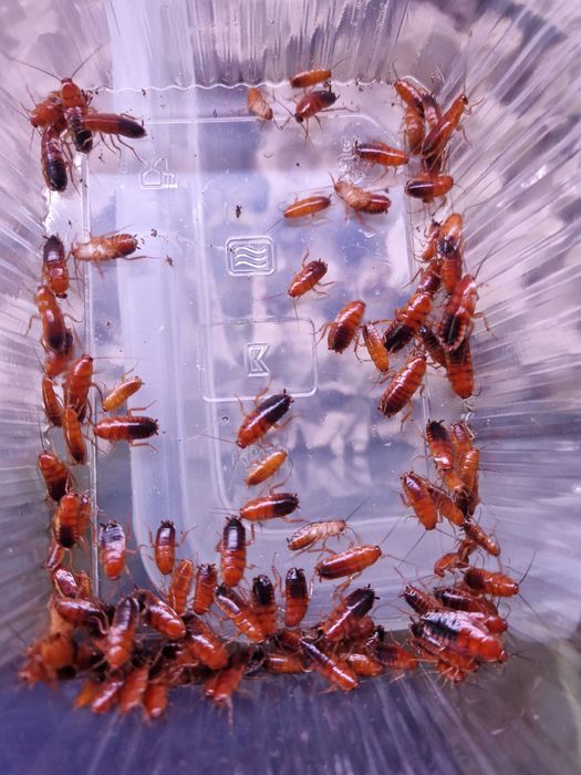 Karaczan turecki (Periplaneta lateralis) 1cm 300szt
