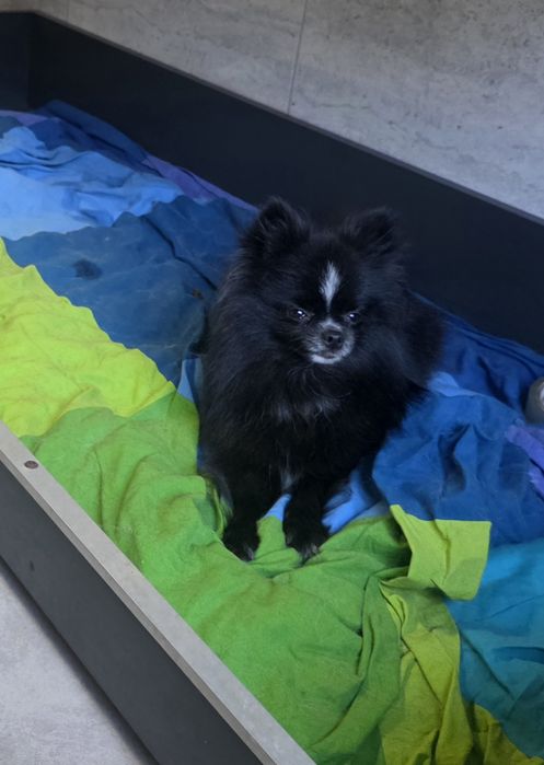 Szpic miniaturowy pomeranian  sunia