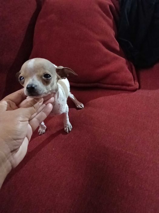 Chihuahua miniatura vacinado