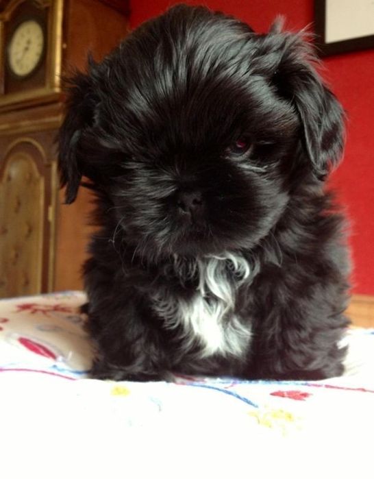 Shihtzu urocze szczenię