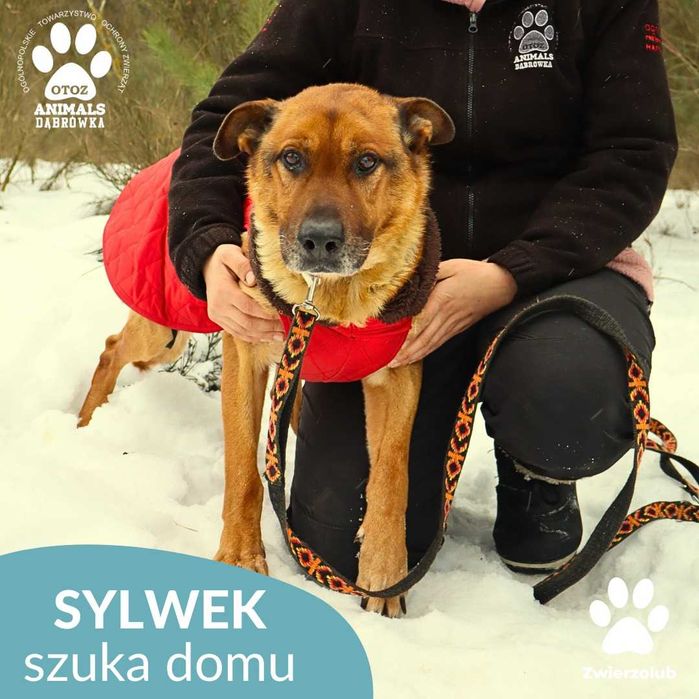 Sylwek szuka kochającego domu!