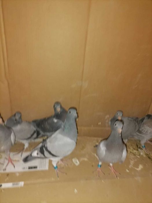 Gołębie pocztowe młode 2026 40sztuk