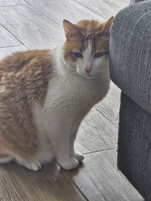 Adoção Responsável  Gato