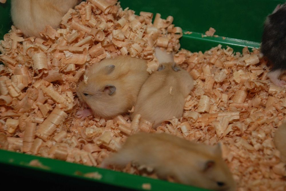 Ручные хомячки Джунгарики+ Клетки с трубами для грызунов