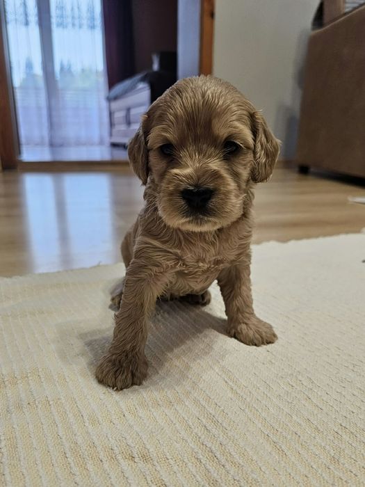 Cockapoo maluszki