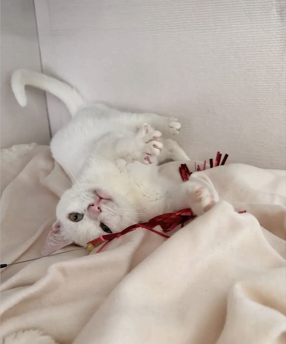 Gatinho para adoção responsável