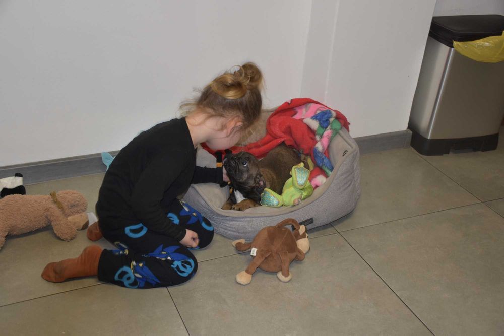 buldog francuski samczyk CUDOWNE szczenię + paszport