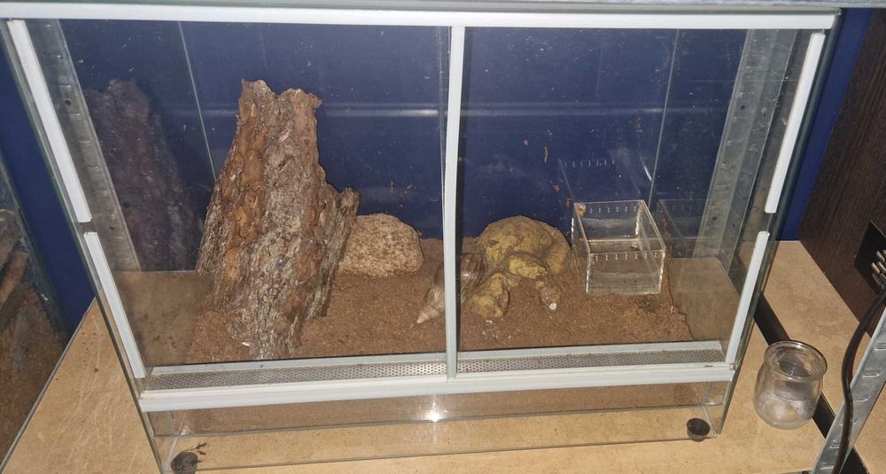 Ślimak afrykański razem z terarium