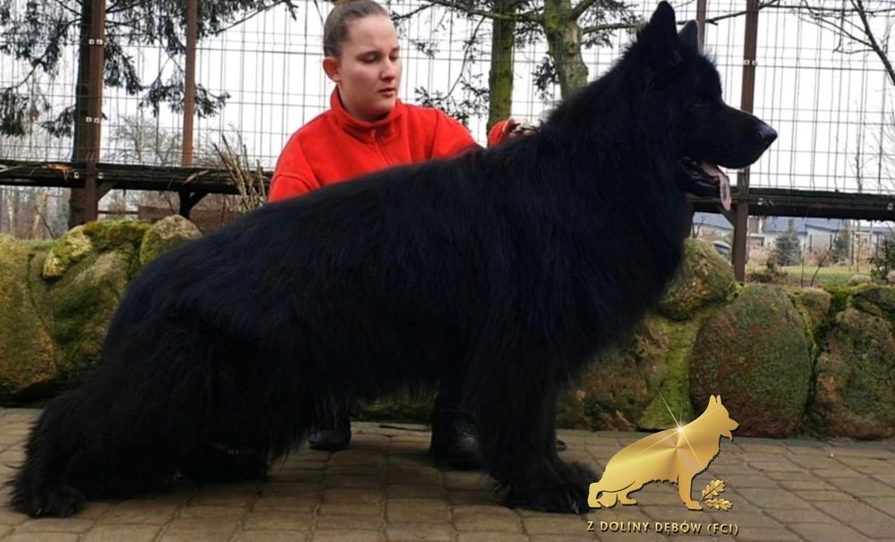 Owczarek niemiecki długowłosy FCI
