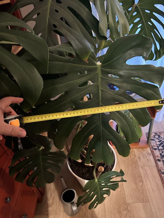 Monstera deliciosa