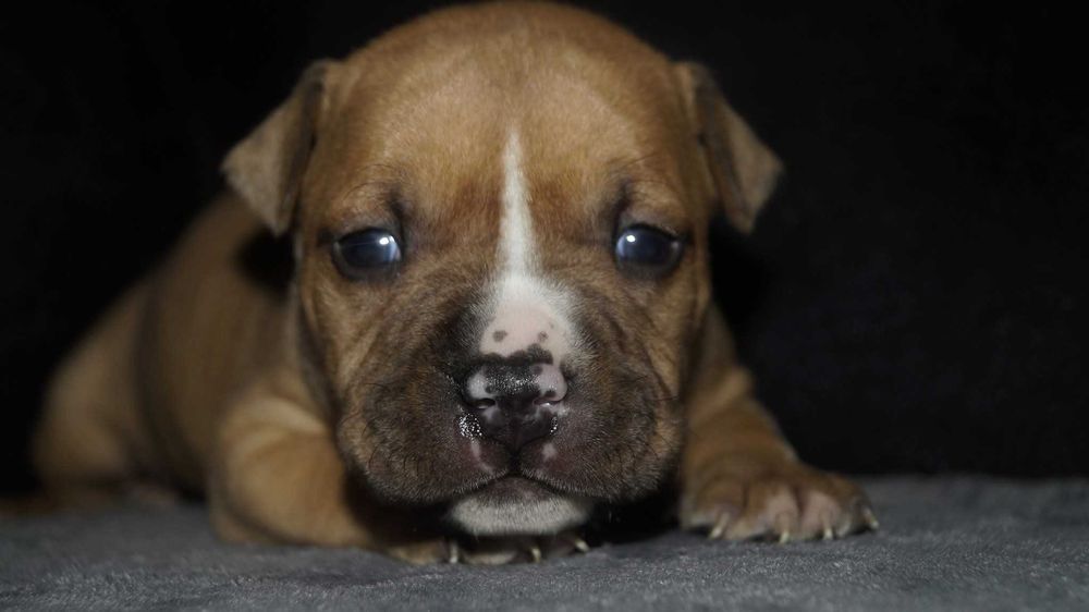 Płowy Goguś, cudny szczeniak Amstaff, z rodowodem FCI