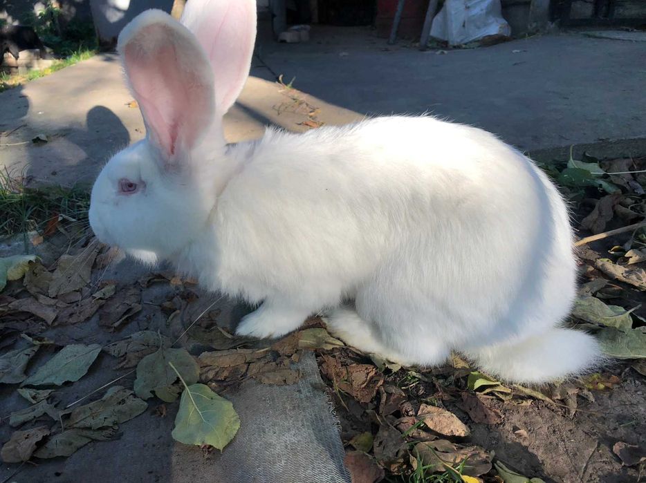Продаються кролики