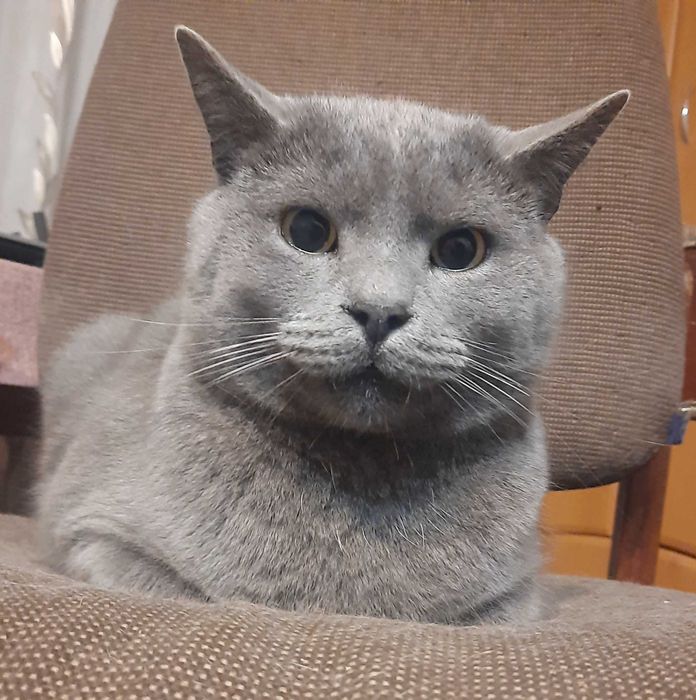 Котик Британець!