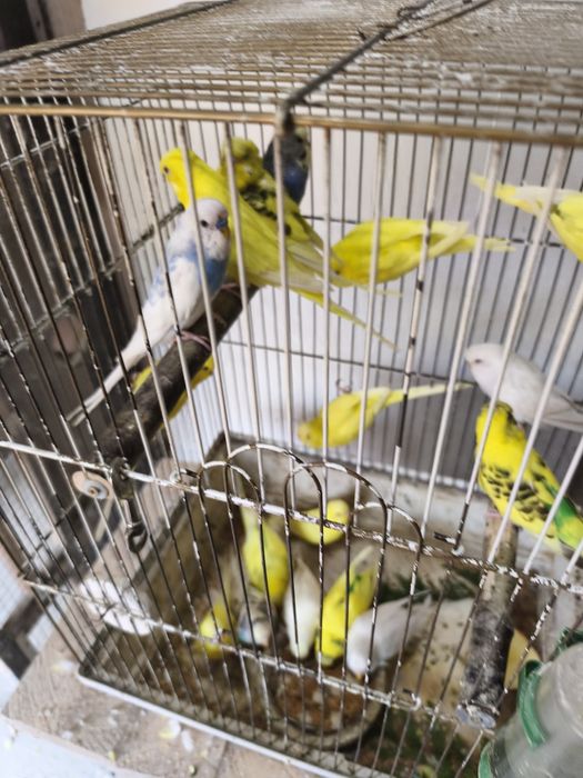 Papugi faliste różne kolory młode i dorosłe