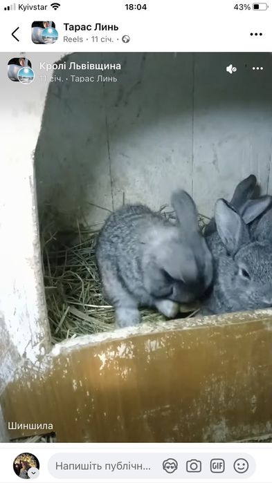 Кролі породи Шиншила