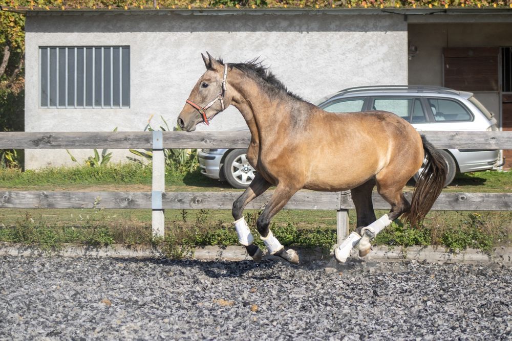 Poldra lusitana 3 anos