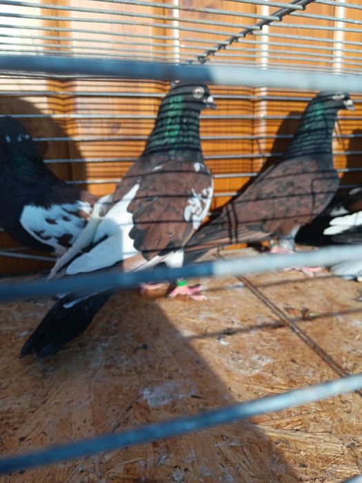 Gołębie zamojskie murzyny roztoczanskie